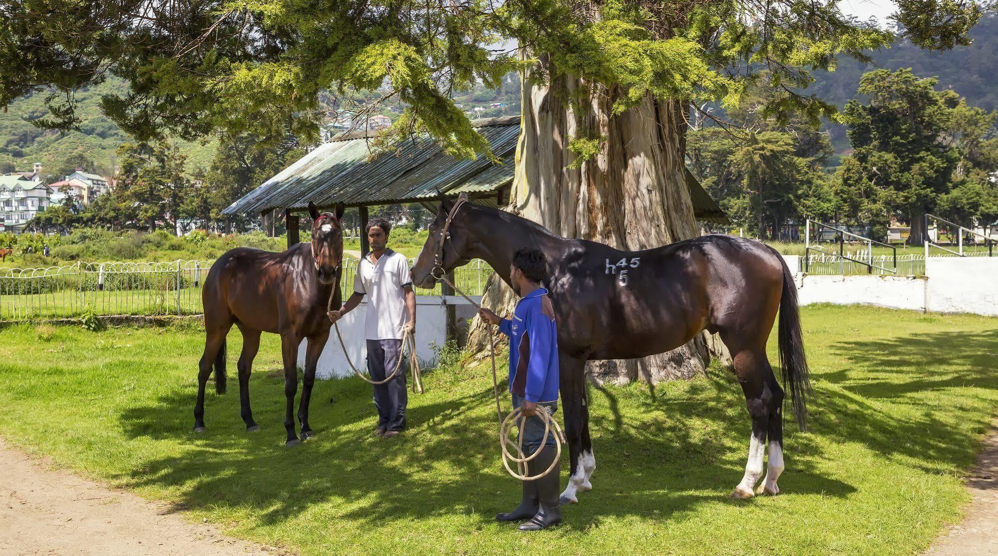 Hill Rise Luxury Villa & Stables By Edwards Collection Нувара-Элия Экстерьер фото